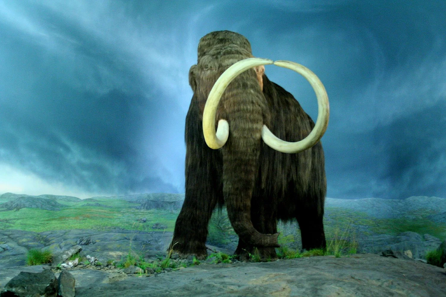 Mamut