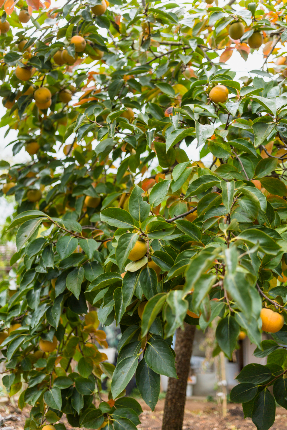 ÁRBOL CON FRUTOS