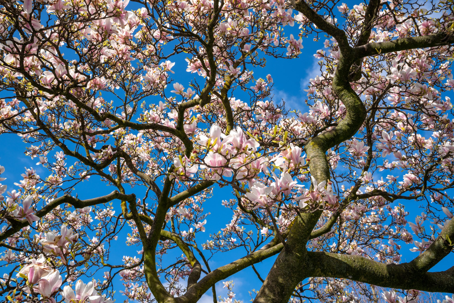 árbol con flores