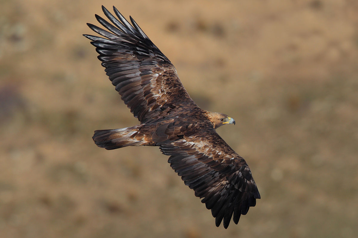 águila real