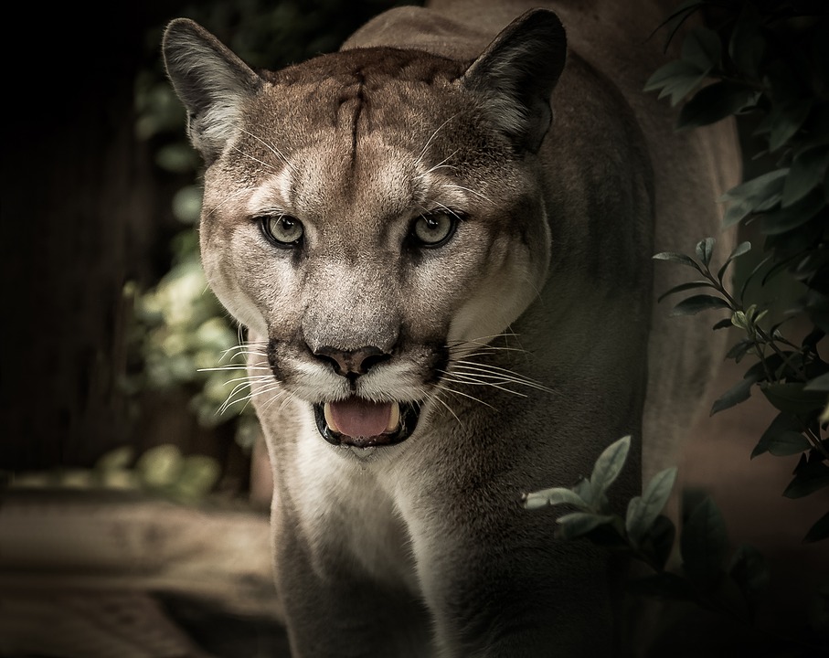 Felis concolor (puma)