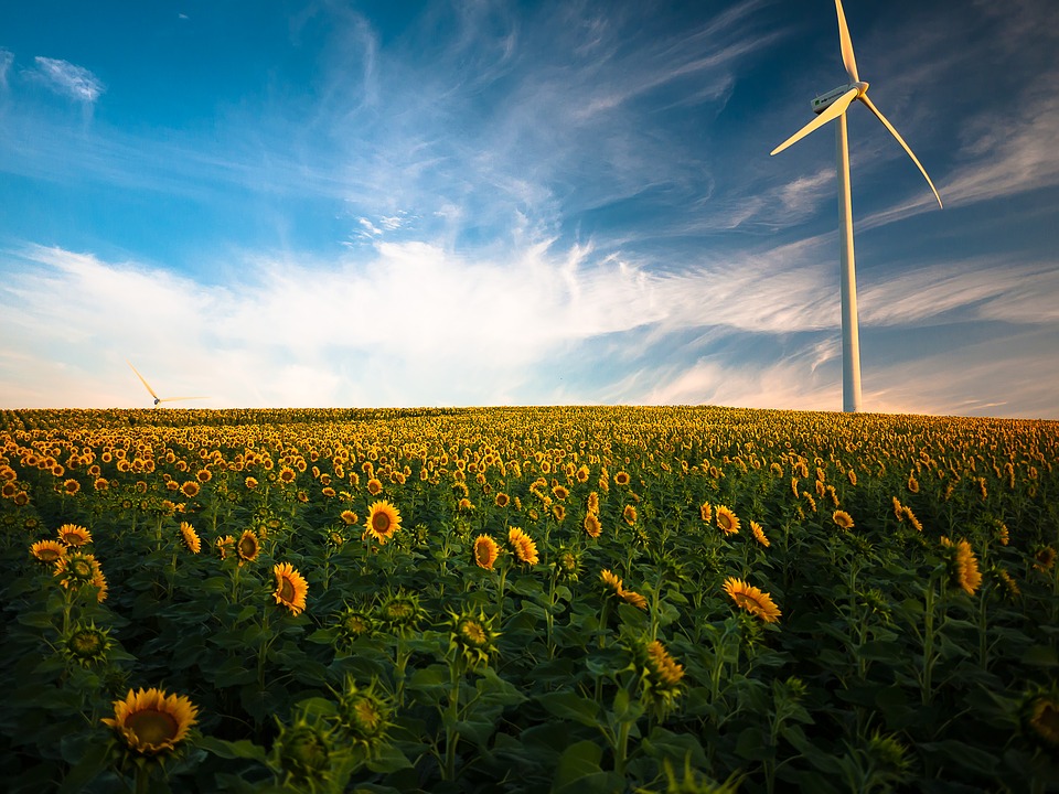 Parque eólico y campo de girasoles 