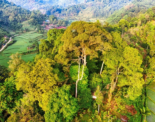 Bosque frondoso