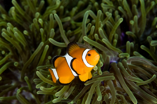 Pez Payaso Negro (Amphiprion ocellaris)