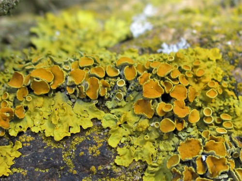 Liquen Parietino (Xanthoria parietina)