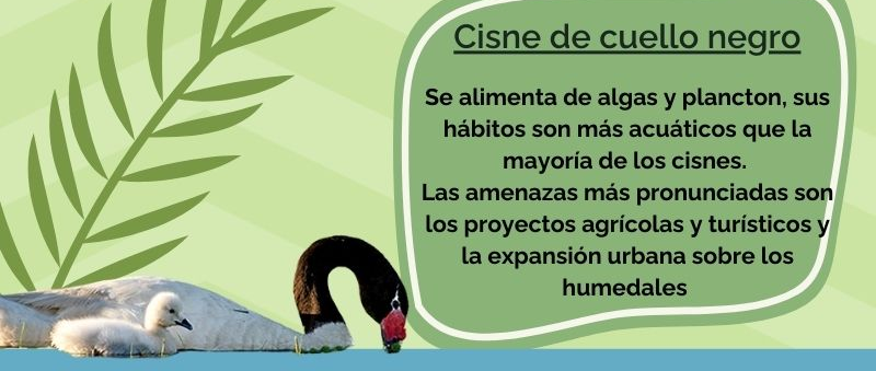 Cisne de cuello negro