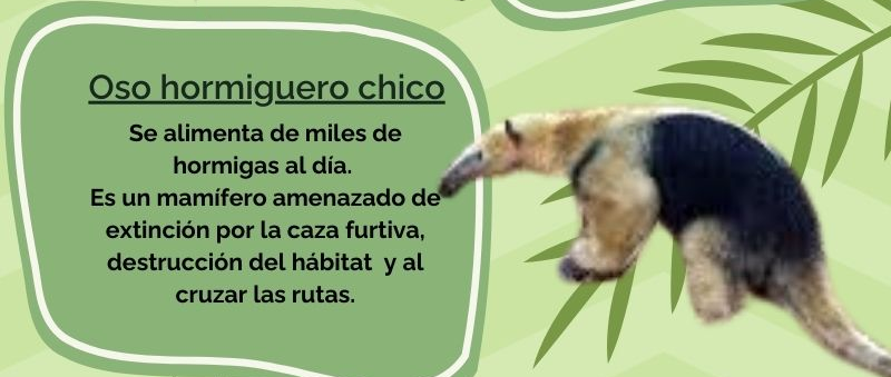 Oso hormiguero chico