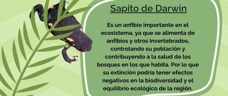 Sapito de Darwin