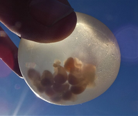 Huevos del caracol marino Adelomelon. Los huevos se liberan en el mar y dentro se desarrollan los embriones.
