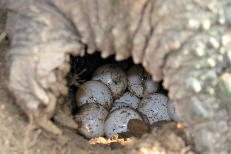 Huevos