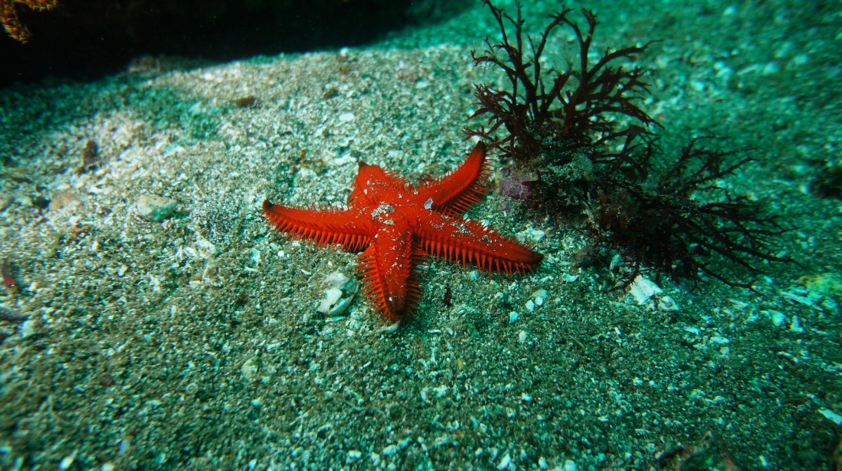 Estrella de mar