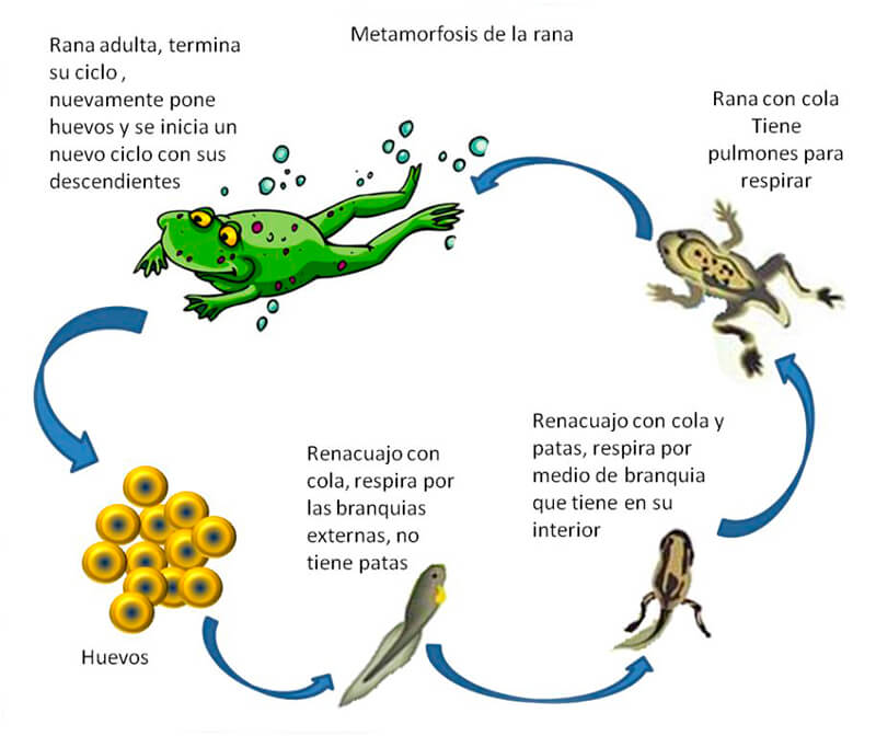 Ciclo de vida de los anfibios.