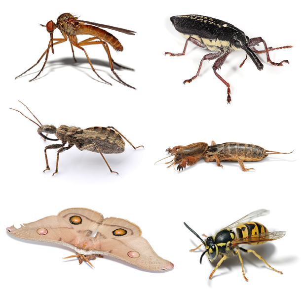 Variedad De Insectos Los Insectos 3160