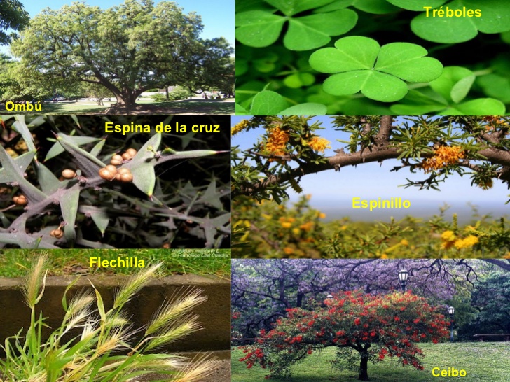 Puzzle con imágenes de flora nativa del Río de la Plata y Río Grande del Sur