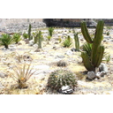 Plantas cactáceas adaptadas a costas, desiertos y otros ambientes hostiles 