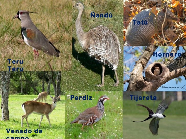 Puzzle con imágenes de animales nativos del Río de la Plata y Río Grande del Sur