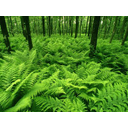 Helechos y otras plantas adaptadas a bosques y ambientes tropicales