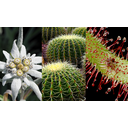 Plantas cactáceas adaptadas a desiertos y otros ambientes hostiles 