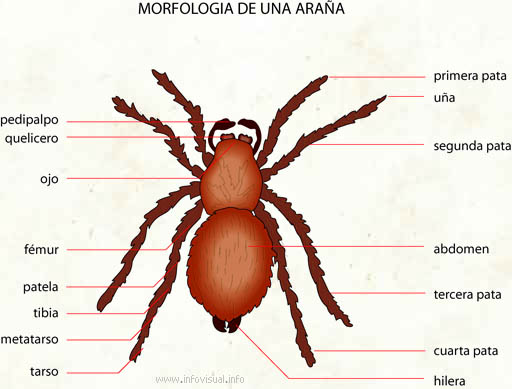 morfologia de una araña