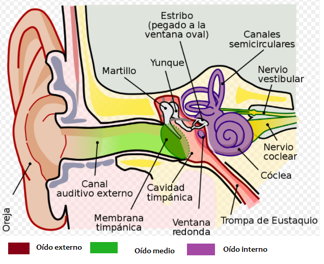 oído humano