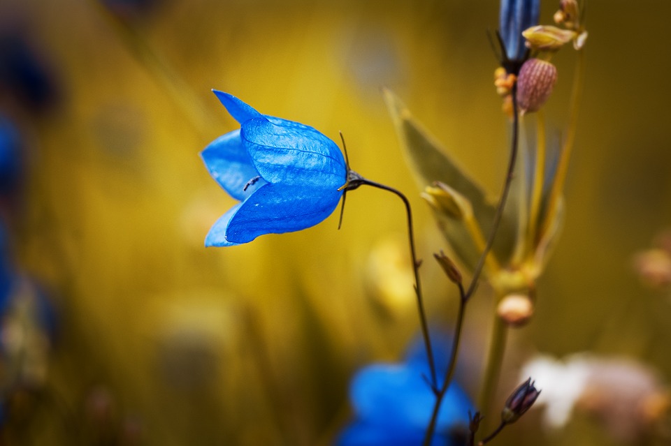 Flor de campanilla azul