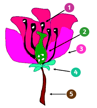 Partes de la flor (explicación a continuación)