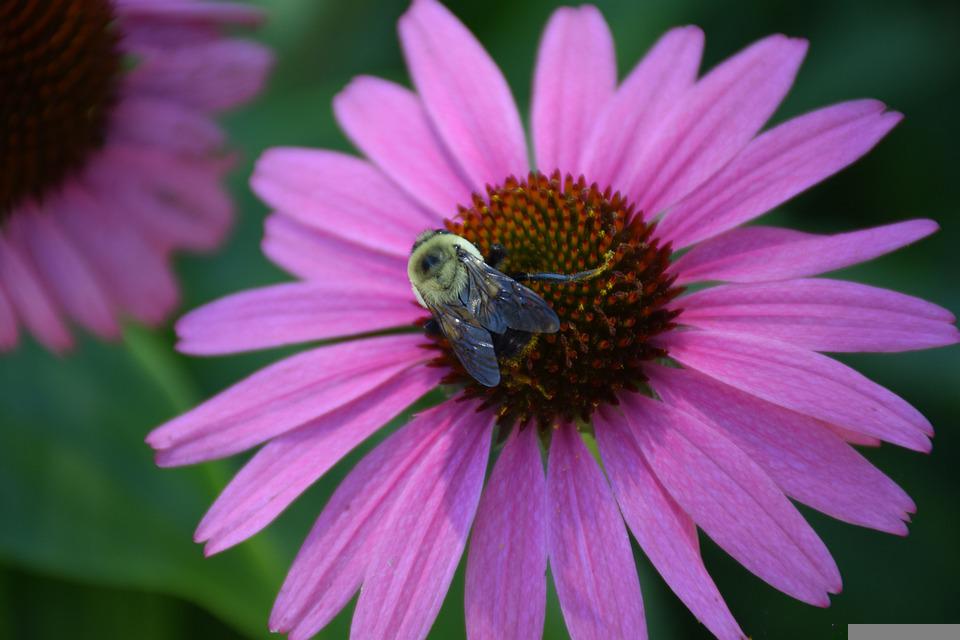 Flor con abeja posada en el centro