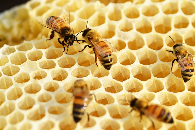 abejas panal