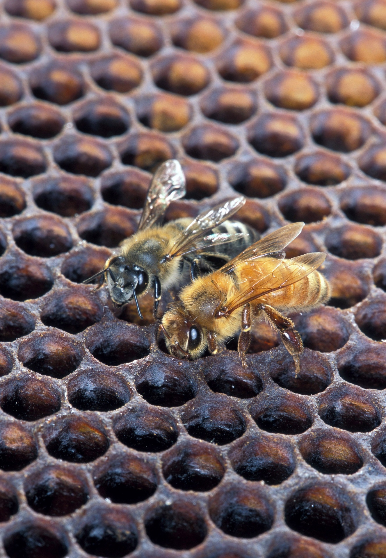 colmenas abejas