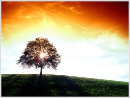 Paisaje con árbol sobre pasto y fondo de cielo visto de manera horizontal (frontal)l