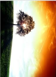 Paisaje con árbol sobre pasto y fondo de cielo visto de manera vertical