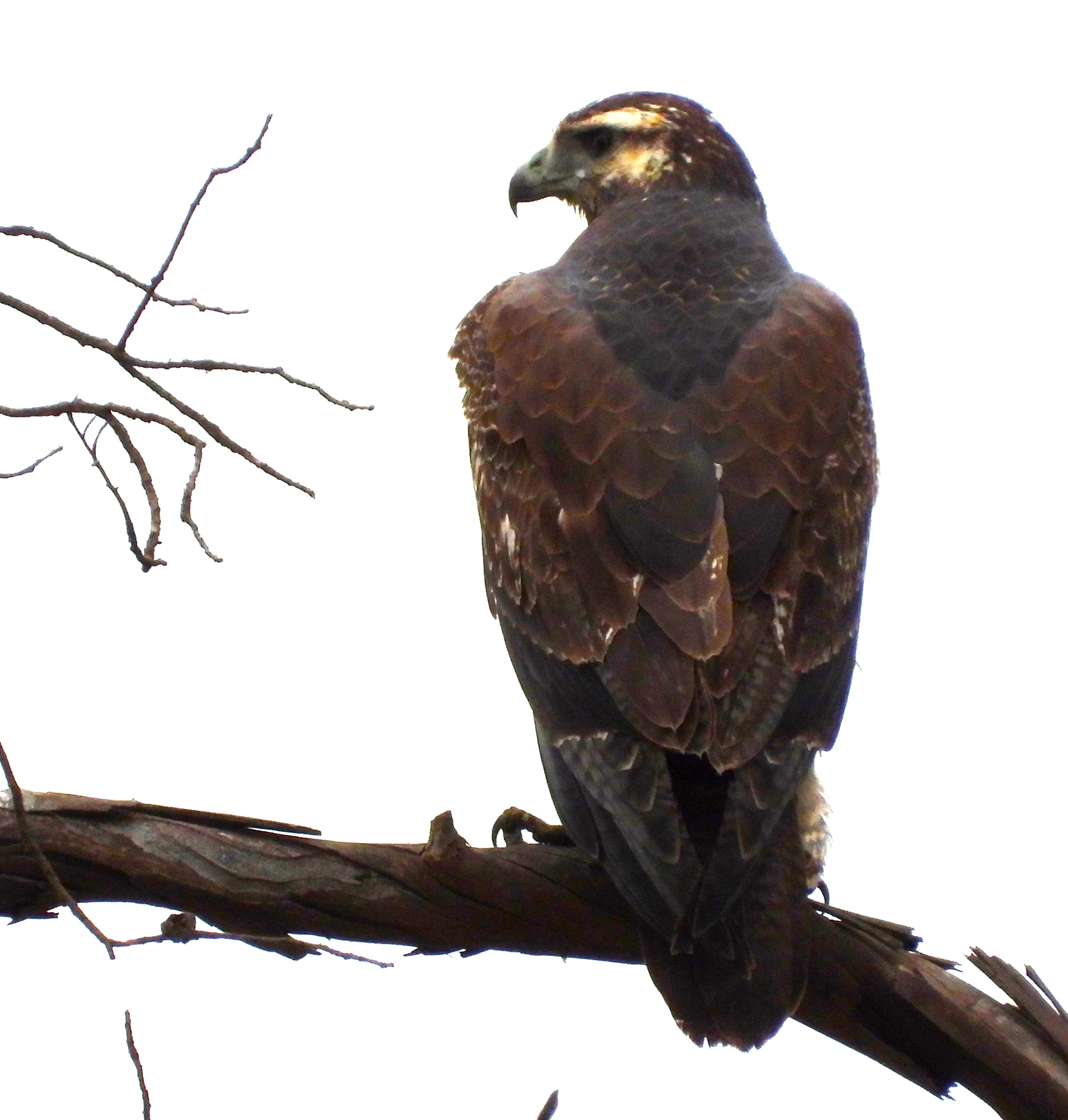 Fotografía de águila