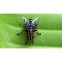 Mosca (insecto)