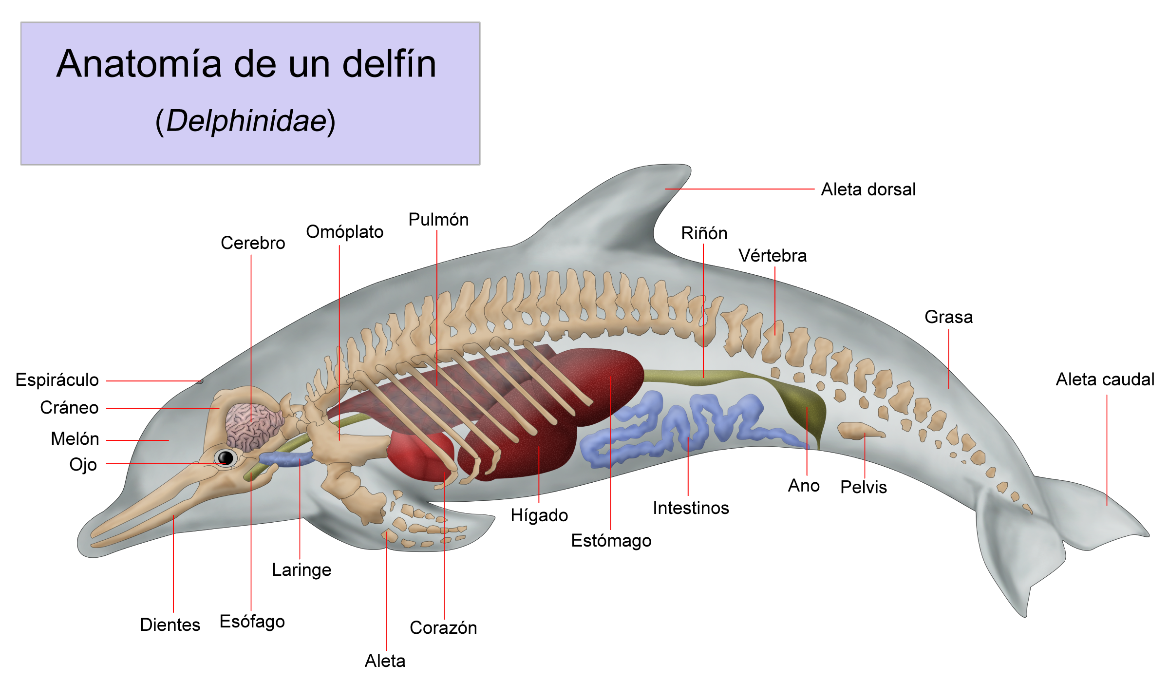 respiración delfín