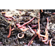 Lombrices alimentándose de desechos orgánicos y generando humus (compost)