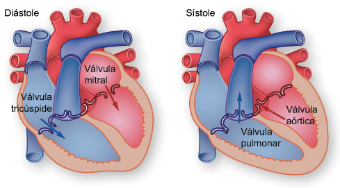 corazón, diastole sistole