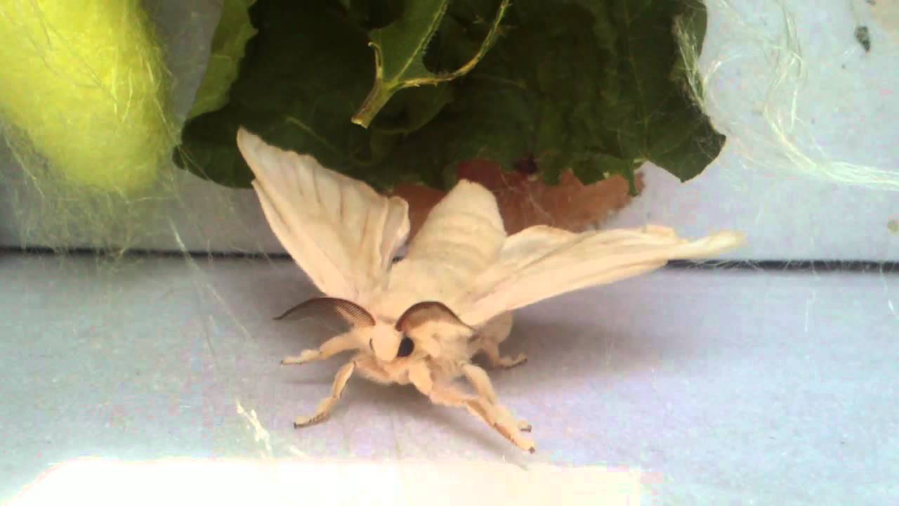Mariposa de la especie Bombyx mori
