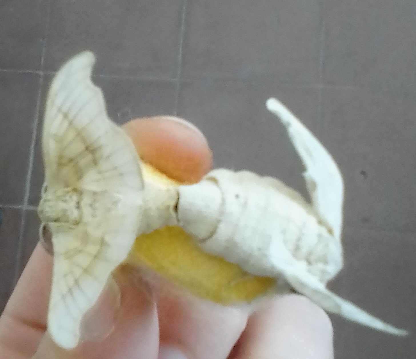 Reproducción de las mariposas Bombyx mori