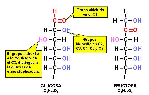 Estructura molecular de monosacáridos