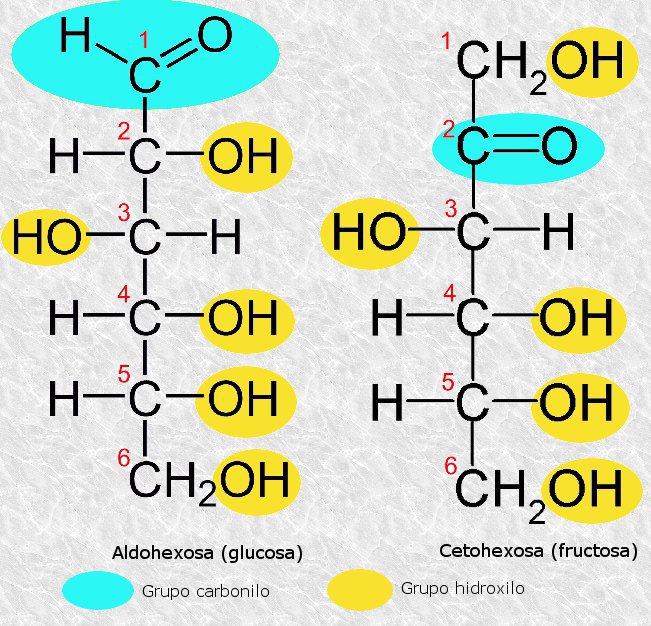 Definición de glúcidos: grupos funcionales