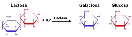 Disacárido lactosa y las unidades de monosacárido que la forman, galactosa y glucosa