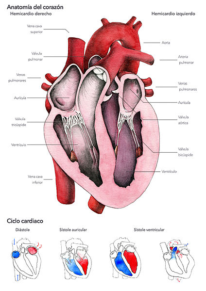 corte transversal del corazón humano