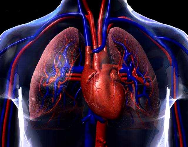 corazón en el centro del pecho. Sistema circulatorio