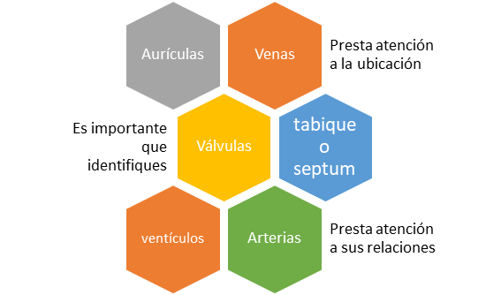 diagrama de palabras importantes