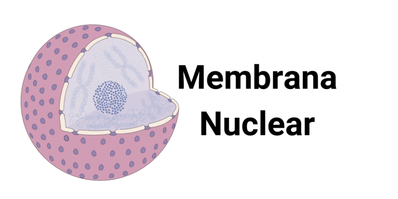 Características del núcleo celular | El Núcleo celular