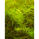 La Elodea es una planta acuática  totalmente sumergida y sus tallos no presentan tejidos de sostén porque no los necesita.