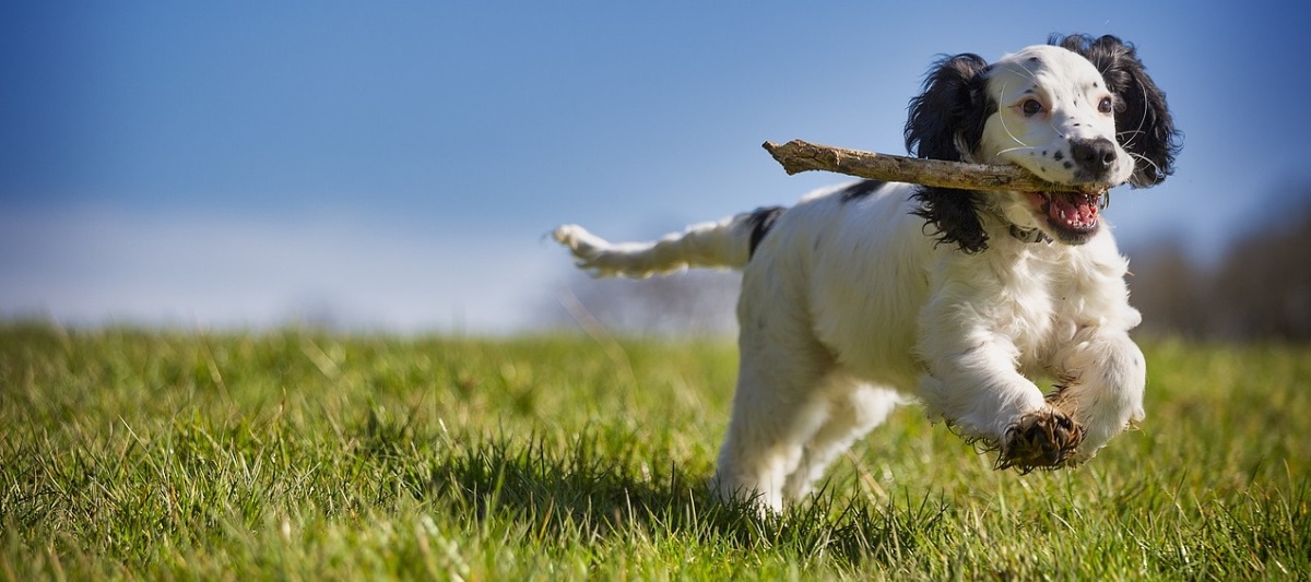 Perro corriendo