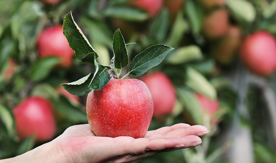 Manzana roja