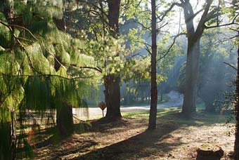 bosque mezcla de especies