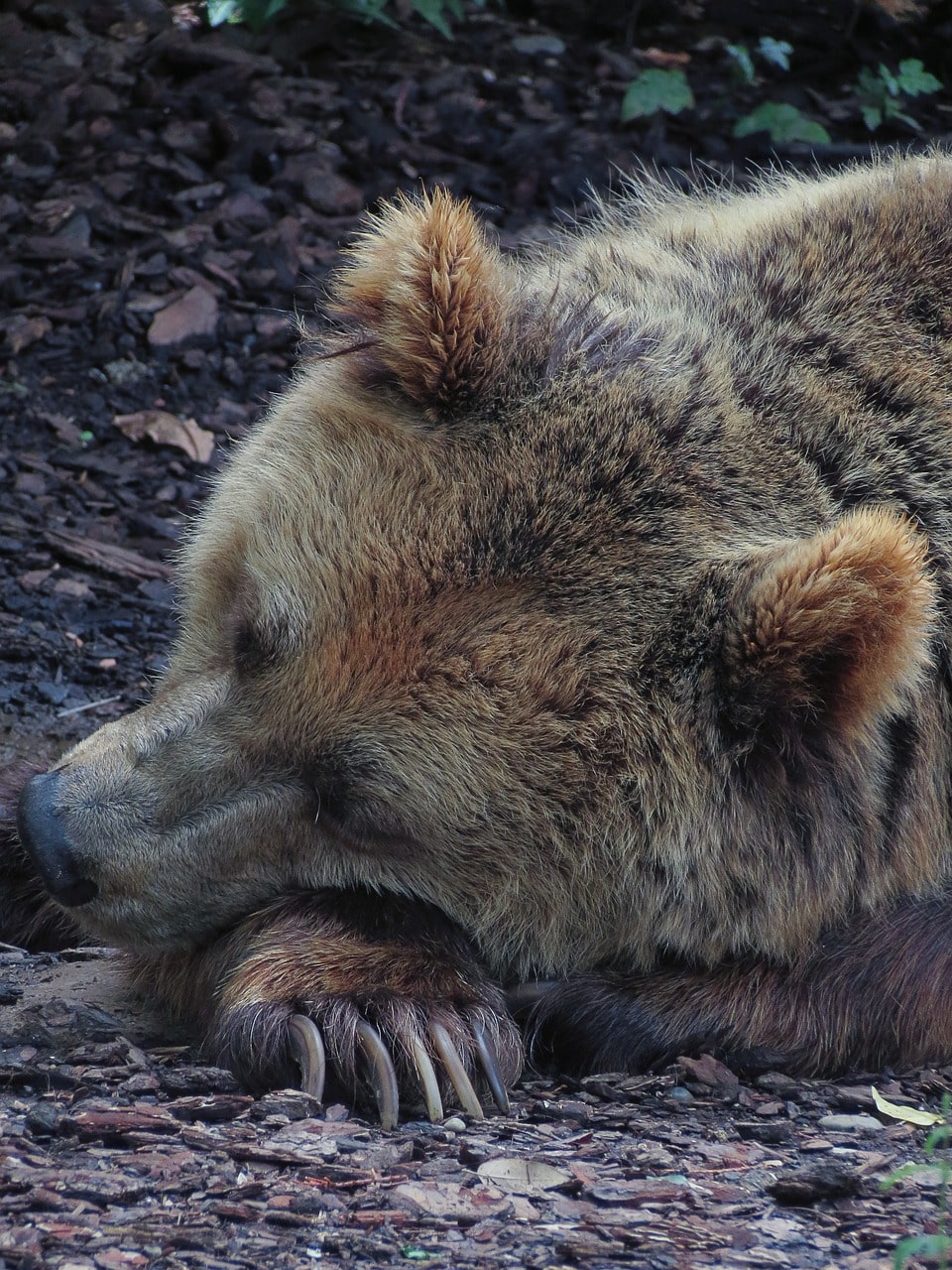 Oso hibernando